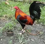 Tim Vidal Magallanes - Facebook