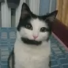 timon_vidra - @timon_vidra - TikTok
