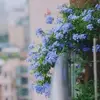 Vo Thi Hoa Tim - @vo.thi.hoa.tim - TikTok