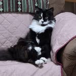 Tim Wickline - @timwickline - Instagram