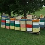 Tim Winkle Sr. - @beeman65 - Instagram