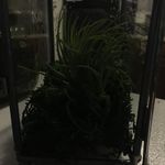 Tim Roye Winslow - @timmys_terrariums - Instagram