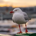 Tim Withers - @silver_gull_productions - Instagram