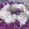 زهراه - @tim.wojcik - TikTok