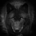 Tim Wolf - Facebook
