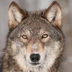Tim Wolfe - @timwolfe.photography - Instagram