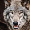 TimWolf Vibes - @timwolf20913 - TikTok