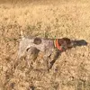 Tim Wolfe590 - @thunting - TikTok