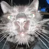 Tim.wolfe_ - @tim_wolfe_ - TikTok