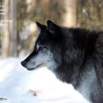 Tim Wolfman - @tim.wolfman - Instagram