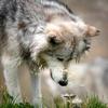 Timber_Wolfman - @timber_wolfman - TikTok
