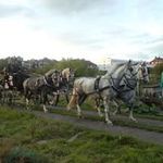 Tim Wood - @timwoods_horses - Instagram