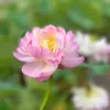 Tìm Lại Bình Yên🪷🌻 - @tim_ve_an_yen86 - TikTok