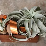 Timi Huskinson - @vegasflorists - Instagram