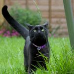 Timmy 😺 - @timmy.arnold - Instagram