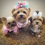 Jody (bell🔔timmy and Aurora) - @bell_timmy_and_aurora - Instagram