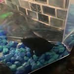 Timmy Curtis - @timmy.thefish - Instagram