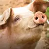 timothy - @timothy.alonzo.ca - TikTok