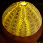 Timothy Ball - @greenurchindesigns - Instagram