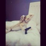 Lord Timothy Montgomery Barden - @lord_timmy_the_beardie - Instagram