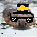 Timothy thine Beavenston - @timothy_the_beaver - Instagram