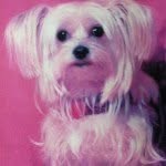 Timothy & Tabitha (Tasha Bella 😇) - @manhattanmorkie - Instagram