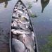 Timothy &amp; Brothers Fresh Fishes - Facebook
