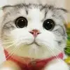 Timothy Chi - @timothy.chi6 - TikTok