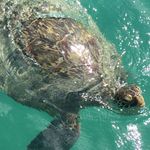 Timothy Ching - @tching808 - Instagram
