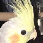 Timothy Columbus - @timmythecockatiel - Instagram
