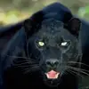 Timothy Dearinger - @timothy.dearinger - TikTok