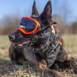 Timothy Dobbins - @k9kado_and_friends - Instagram