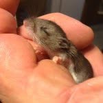 Timothy Dube - @timothy_the_mouse - Instagram
