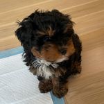 Timothy Duke Johnson - @lil.timmy.cavapoo - Instagram