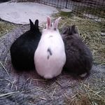 Timothy & Fern & Dylan🐰 🐰🐰 Blossom & Alfred🐰    (Pops 🌈) - @popgoespops - Instagram