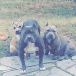 Timothy Ferrell - @ferrelljr4 - Instagram