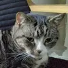 timmy the fish - @timmy.the.fish6 - TikTok