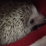 Timothyfoo - @timtamfoo - Instagram