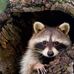 Timothy Fraley - Facebook