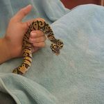 Timothy Freund - @timothy_the_snake_ - Instagram