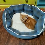 Timmy - @garfieldtimothythe3rd - Instagram