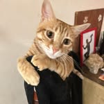 Timothy garfield diego timshkabolls the 3rd - @timshka_bolls - Instagram