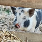 Timothy Wayne Harness - @timharness50 - Instagram