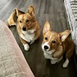 Asher Timothy & Hazel Anna - @adventuresof2littlecorgs - Instagram