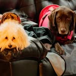 Timothy, Coco, and Hazel - @timmycocohazel - Instagram