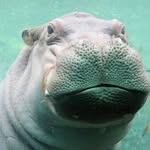 TimothyTheHippo - @timothythehippo - Instagram