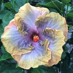 Timothy Howe - @sptimh - Instagram
