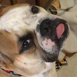 Timothy El Bulldog Inglés 🐶❤️ - @timothyelbulldog - Instagram