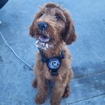Timothy - @timothy_the_irish_doodle - Instagram