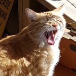 Timothy Kaye - @happygoevil - Instagram